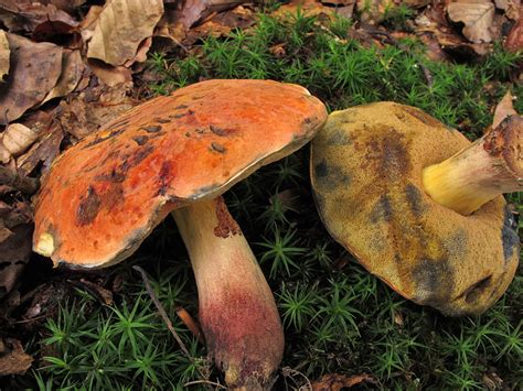 Дубовик Келе (Suillellus queletii) фото и описание
