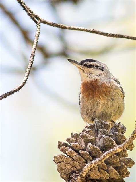 Krüper's Nuthatch (Sitta krueperi)