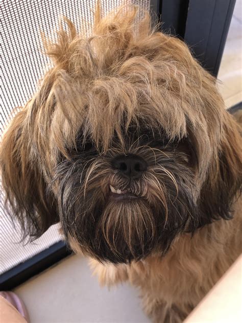 Why do shih tzu look at you like this : r/Shihtzu