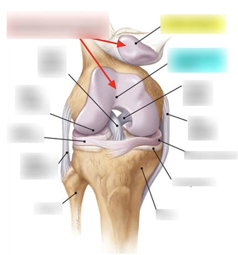 patellofemoral joint diagram quizlet