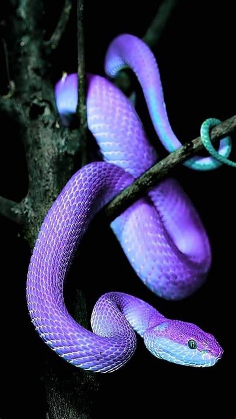 Pretty Snakes, Cool Snakes, Colorful Snakes, Beautiful Snakes, Pretty ...
