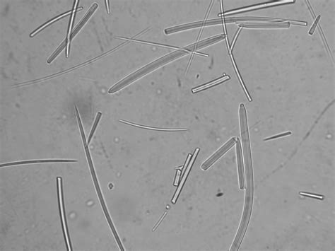 Index of /full/Spicule Images/Spicules 2004/Img0023
