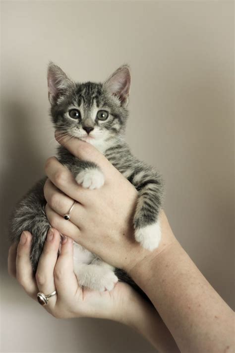 adorable kitten kittens adorable kitten kitten