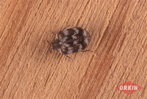 Carpet Beetle Larvae Bites Pictures - Home Alqu