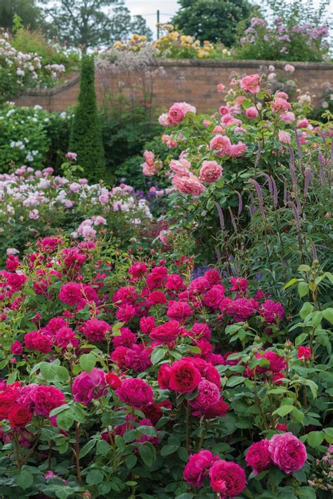 Download Blooming English Rose Garden Wallpaper | Wallpapers.com