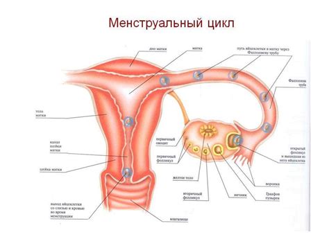 Менструальный цикл. Нарушения менструального цикла - презентация онлайн