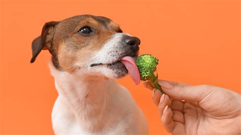 Can dogs eat broccoli - Magazine Zoo