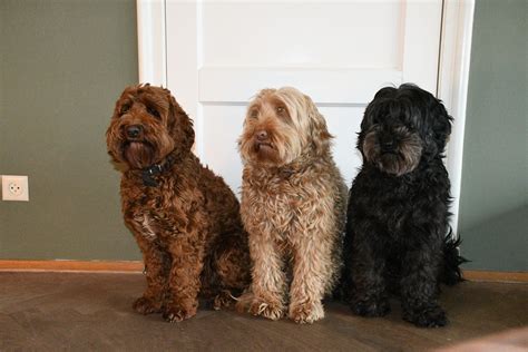 Over ons – Pips Australian Labradoodles