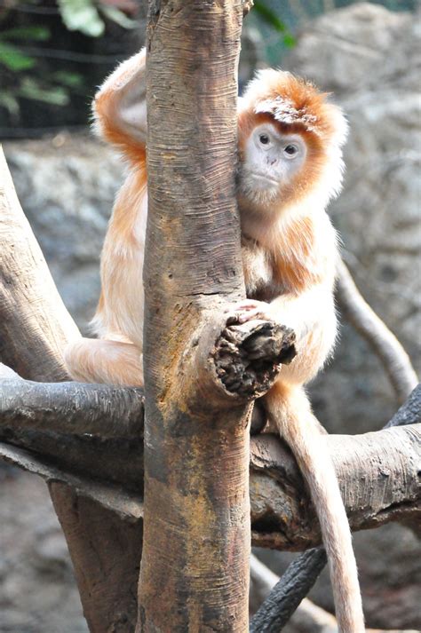 images branch animal wildlife zoo africa mammal monkey