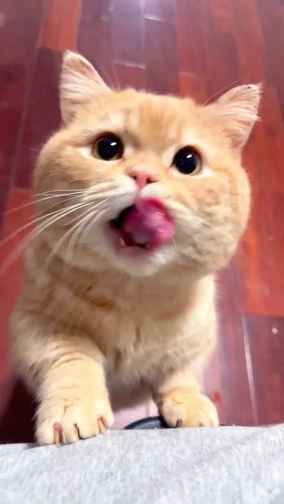 the cutest cat alive!😘😘 - YouTube