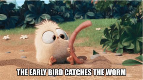early bird gif early bird catches discover share gifs