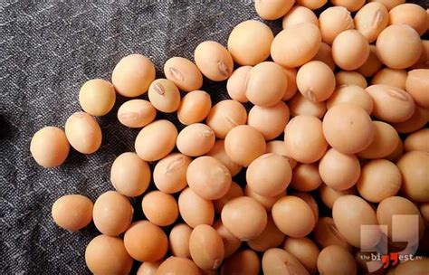 Самые популярные ГМО продукты во всём мире (ТОП-10)