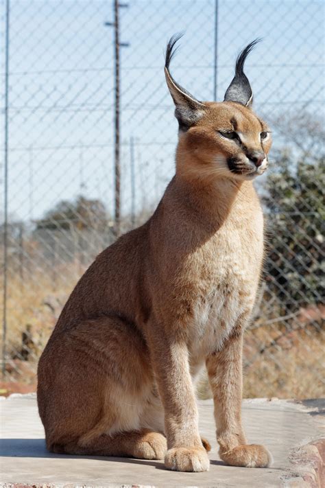 Caracal Wallpapers - Top Free Caracal Backgrounds - WallpaperAccess