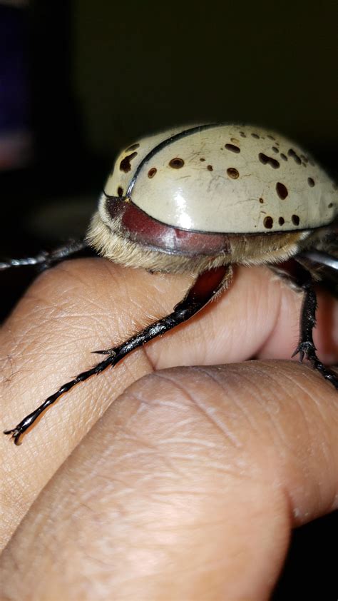 Saturday leg workouts : r/Beetles