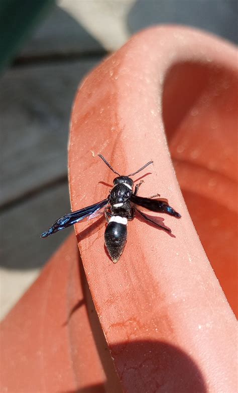 White-Striped Black Mason Wasp, Western, MA, USA : r/whatsthisbug