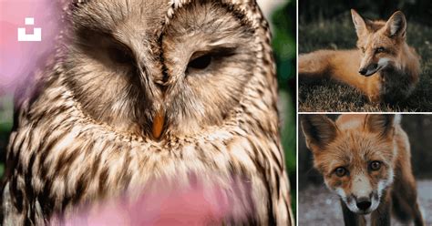 forest + | 10 best free forest, animal, plant and flora photos on Unsplash