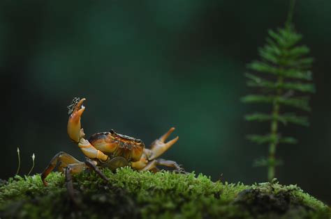 Крив речен рак (Potamon ibericum) | Author Petar Belev - nislon | PHOTO ...