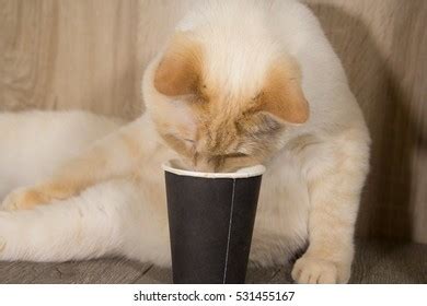 9 Cat Knocking Over Coffee Cup Images, Stock Photos, 3D objects ...