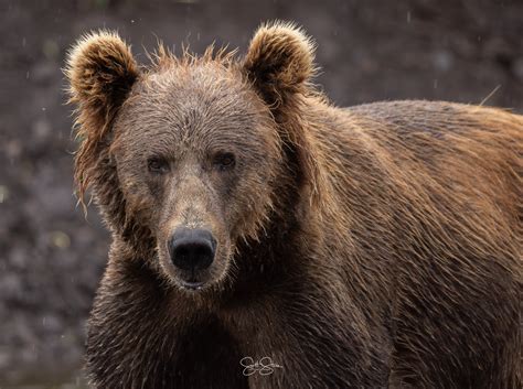 Wildlife Photographer Captures Rare Moments for Alaska Daily