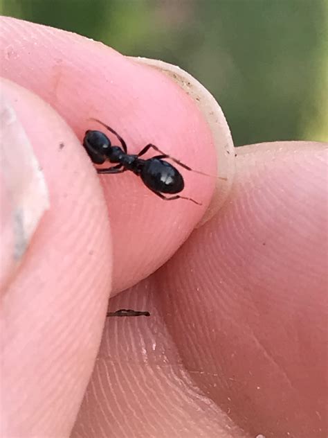 Found in my backyard, can anyone id? Btw they smell weird when touched