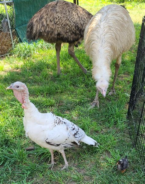 Foxfeather Zenkova on Twitter: "Just me and my tiny, perfect son. https