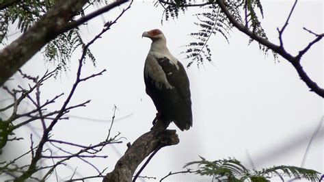 Palm-nut Vulture adult - John Caddick | John Caddick