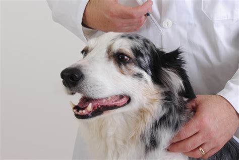 Canine Vaccination Guidelines: Key Points for Veterinary Practice ...