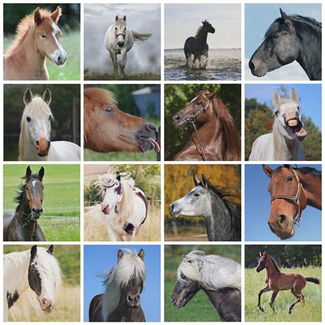 Horses Wallpaper Collage Free Stock Photo - Public Domain Pictures