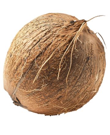 coconut isolated coconut summer coconut leaves png transparent