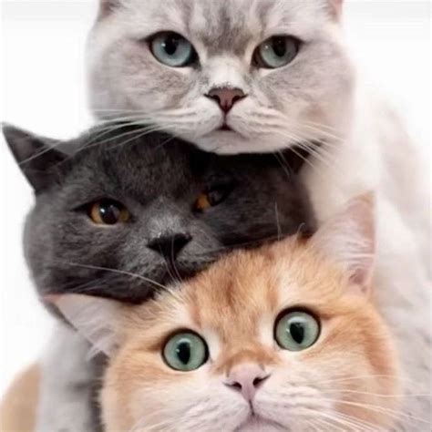 Просто котик | Animals, Cats