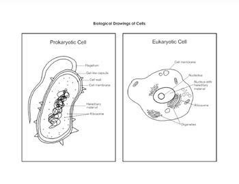 biological drawing  prokaryotic eukaryotic cells prokaryotic cell