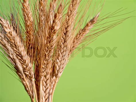 Sheaf of Barley on the Green Background | Stock image | Colourbox
