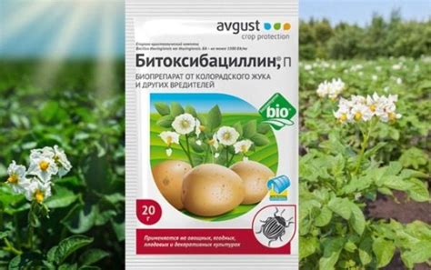 Как избавиться от колорадского жука на картошке: эффективные средства и ...