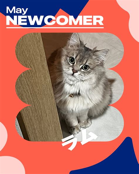 nekochan - 猫だけのライブ配信アプリ- (@nekochan_app) • Instagram photos and videos