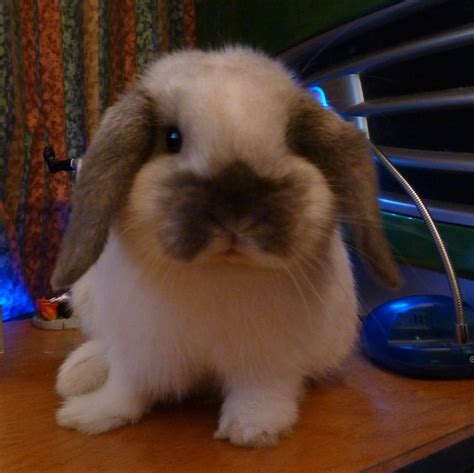 P1040037 | Buster my little mini lop. | johndilrob | Flickr