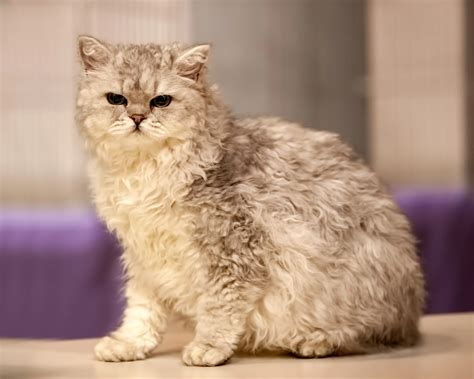 Selkirk Rex Cat For Sale - PetsForHomes Australia