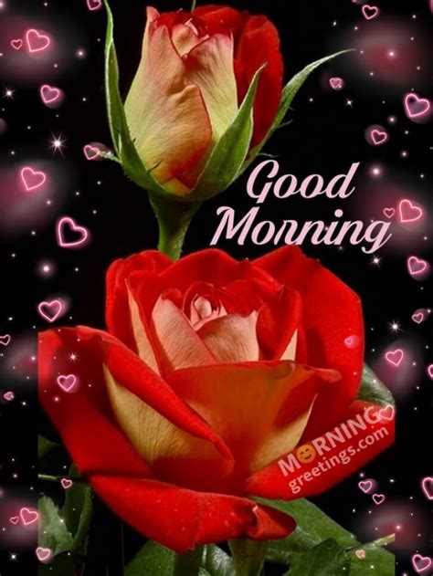 51 Good Morning Wishes With Rose - Morning Greetings – Morning Quotes ...