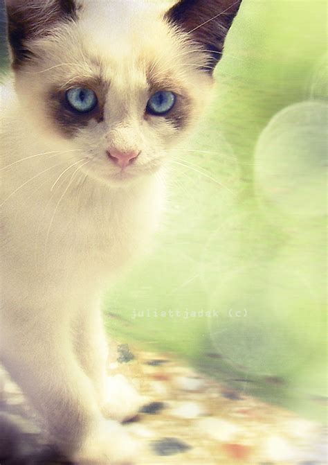 The little raccoon II by JJadek on DeviantArt