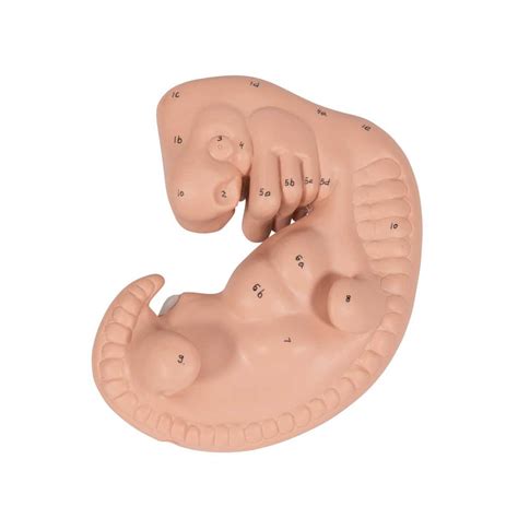 scientific human embryo model  times life size  smart anatomy
