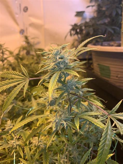 Weird ass sativa buds : 420hightimes