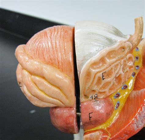 bladder structures diagram quizlet