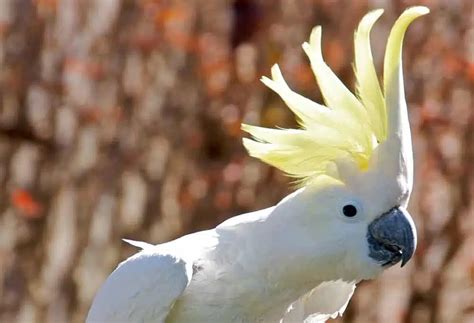 Papagalul Cacadu Lumea Animalelor 2023