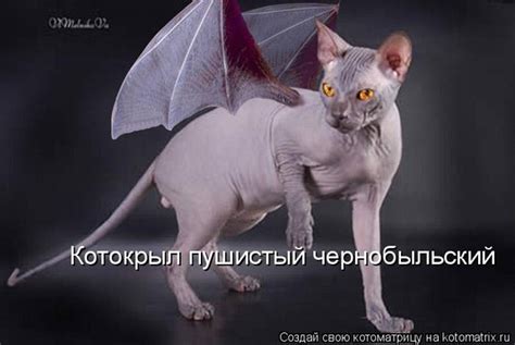 Ответы Mail: Как называются кошки или коты с крыльями?