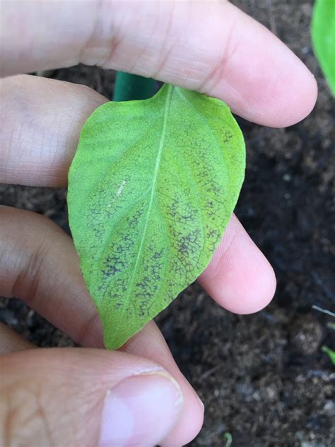 Bell Pepper Plant Leaves