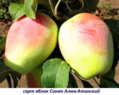 Яблоня Синап Алма-Атинский: описание сорта и характеристики. Когда ...