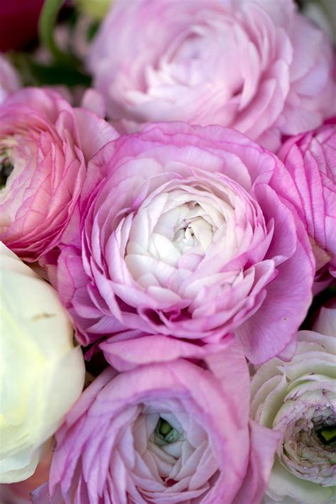 Цветы: gerbera1 — LiveJournal