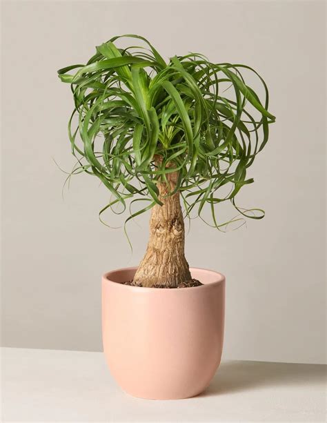 The Truth About ‘Unkillable’ Houseplants: A No-Stress Guide