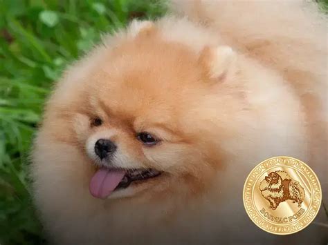 Lulu Da Pomerania Qual O Valor - Qual valor Lulu da Pomerania: Descubra o preço ideal