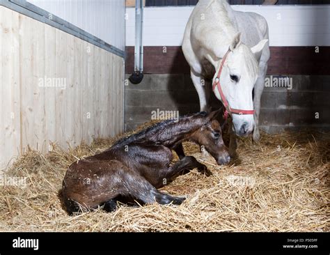 Foal Birth High Resolution Stock Photography and Images - Alamy