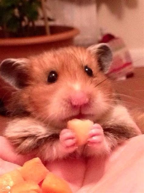 Meet the cutest Hamster, Penny : r/hamsters